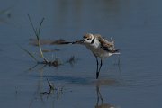 DPPhotography - Mallorca - Kentish plover - V