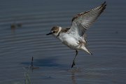 DPPhotography - Mallorca - Kentish plover - W