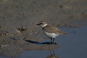 DPPhotography - Mallorca - Kentish plover - X