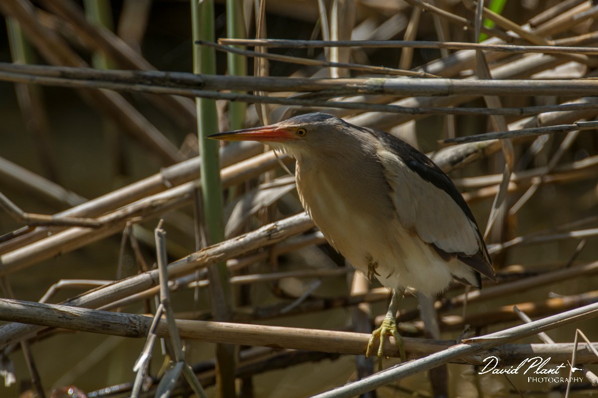 DPPhotography - Mallorca - Little bittern - A.jpg - Little bittern - s'Albufera, Mallorca