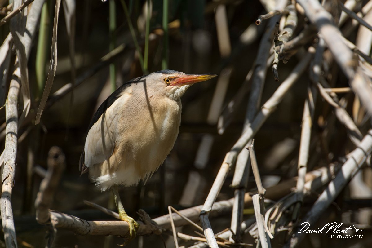 DPPhotography - Mallorca - Little bittern - B.jpg - Little bittern - s'Albufera, Mallorca