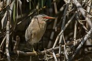 DPPhotography - Mallorca - Little bittern - C