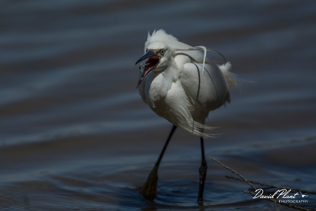 DPPhotography - Mallorca - Little egret - B.jpg - Little egret - s'Albufera, Mallorca