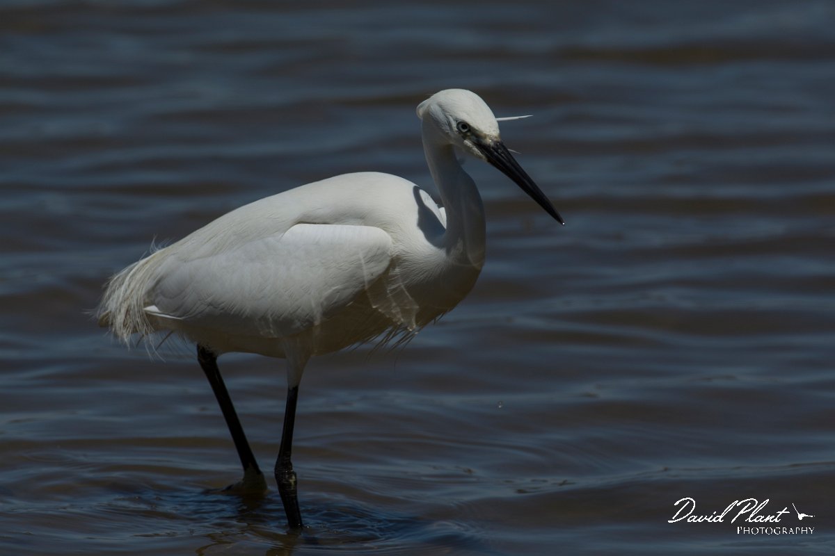 DPPhotography - Mallorca - Little egret - C.jpg - Little egret - s'Albufera, Mallorca