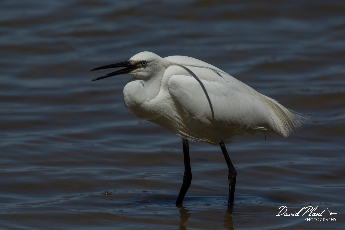 DPPhotography - Mallorca - Little egret - D.jpg - Little egret - s'Albufera, Mallorca