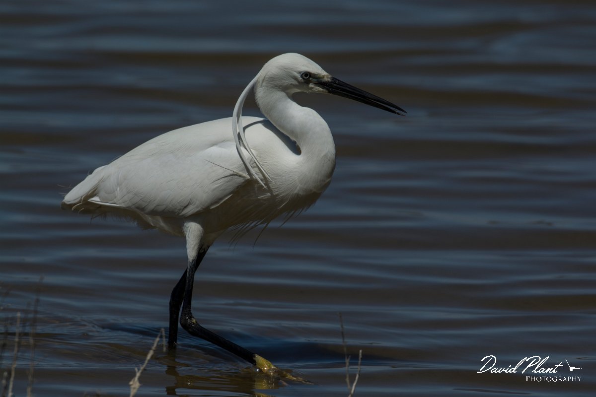 DPPhotography - Mallorca - Little egret - H.jpg - Little egret - s'Albufera, Mallorca