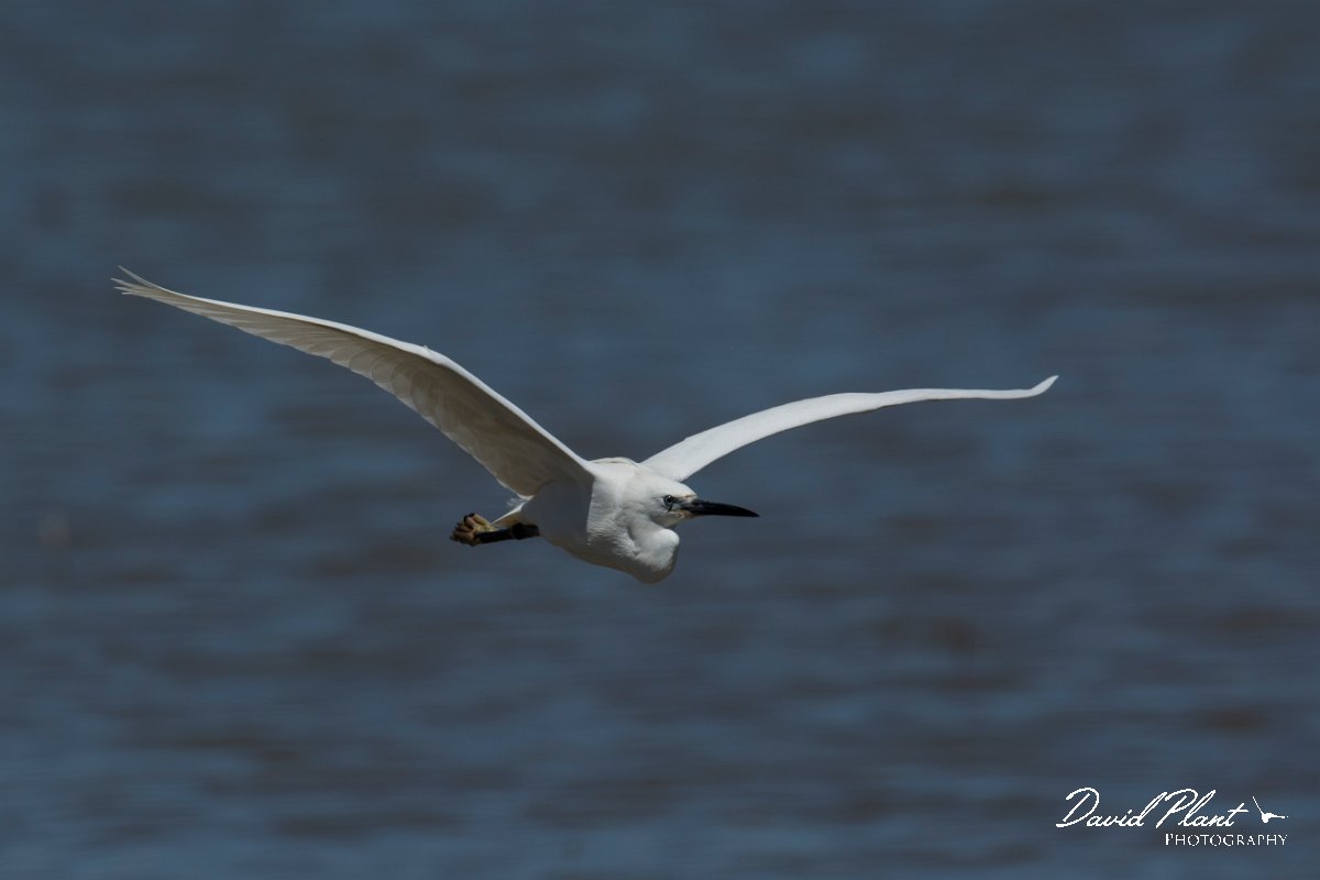DPPhotography - Mallorca - Little egret - J.jpg - Little egret - s'Albufera, Mallorca