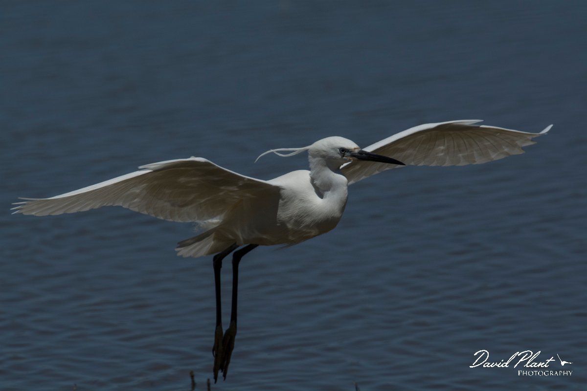 DPPhotography - Mallorca - Little egret - K.jpg - Little egret - s'Albufera, Mallorca