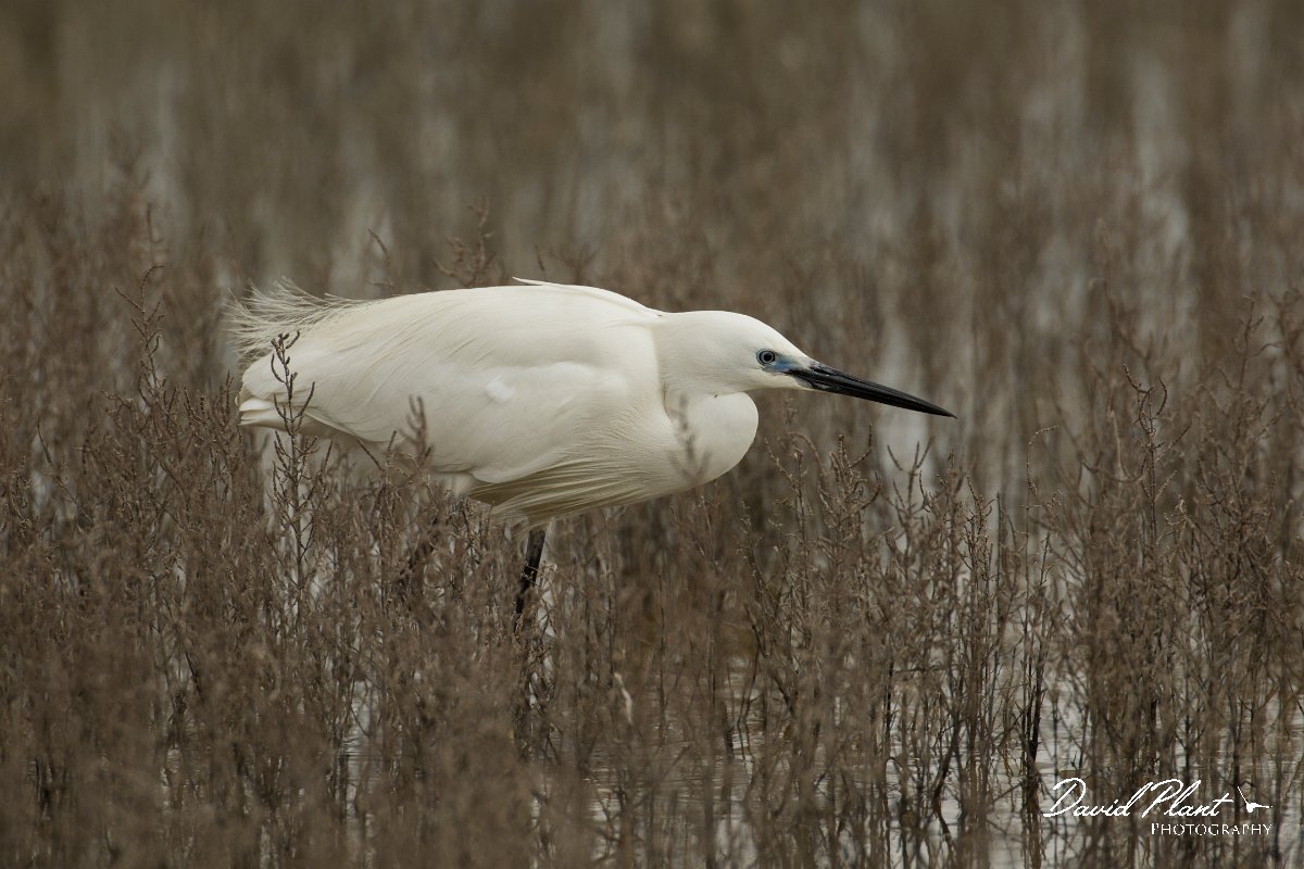 DPPhotography - Mallorca - Little egret - O.jpg - Little egret - s'Albufera, Mallorca