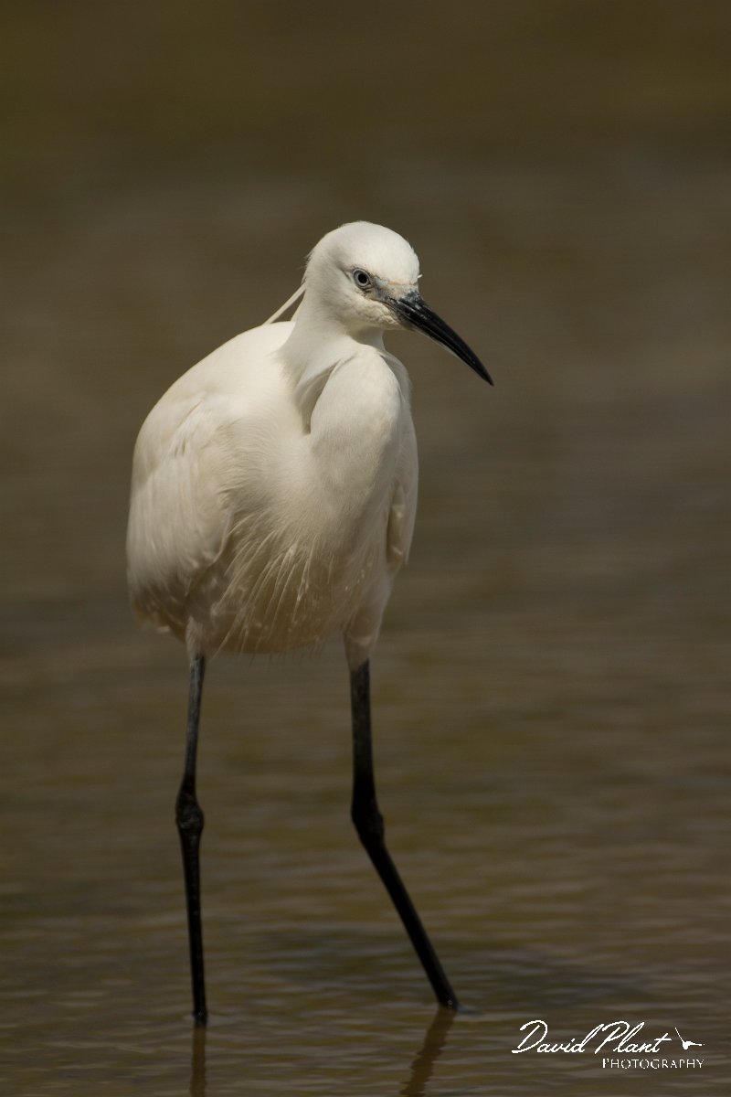 DPPhotography - Mallorca - Little egret - P.jpg - Little egret - s'Albufera, Mallorca
