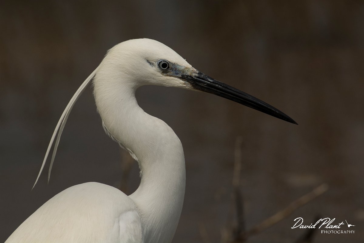 DPPhotography - Mallorca - Little egret - Q.jpg - Little egret - s'Albufera, Mallorca