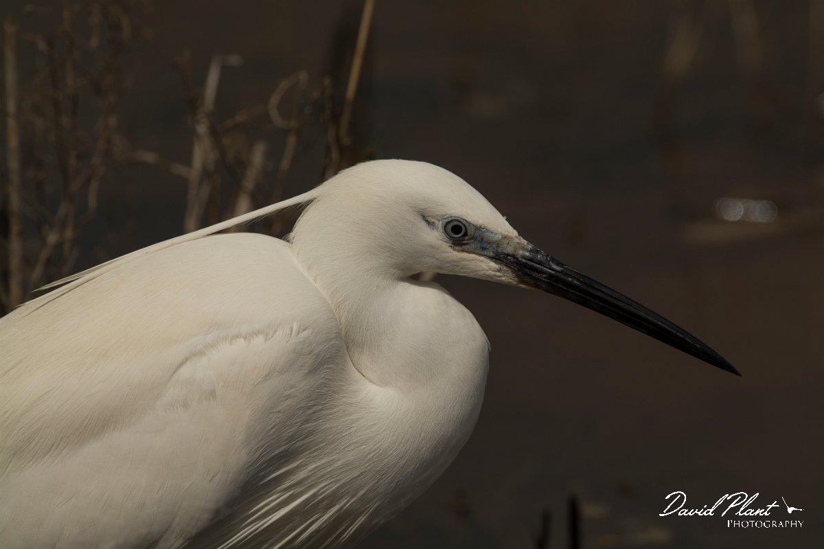 DPPhotography - Mallorca - Little egret - R.jpg - Little egret - s'Albufera, Mallorca