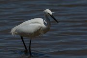 DPPhotography - Mallorca - Little egret - C