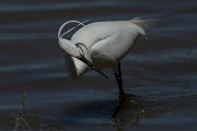 DPPhotography - Mallorca - Little egret - E
