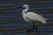 DPPhotography - Mallorca - Little egret - F