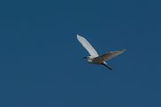 DPPhotography - Mallorca - Little egret - I