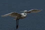 DPPhotography - Mallorca - Little egret - K