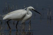 DPPhotography - Mallorca - Little egret - M
