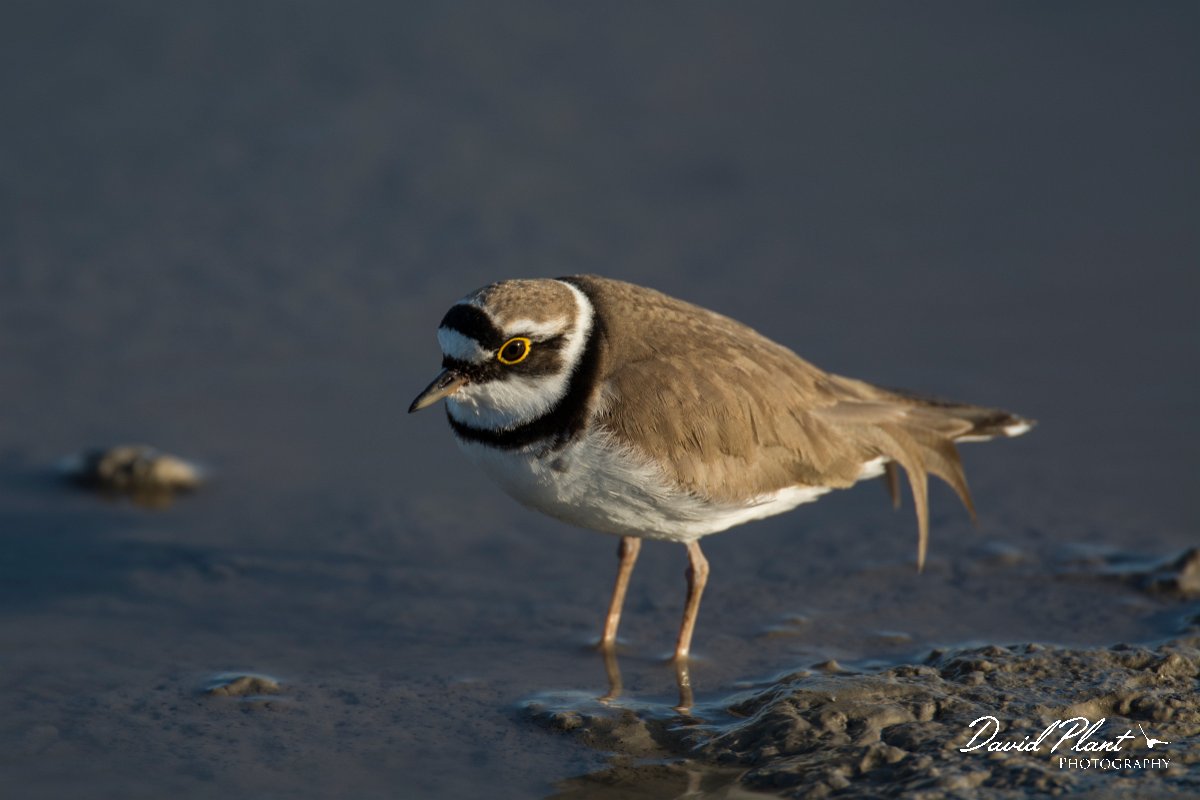 DPPhotography - Mallorca - Little ringed plover - E.jpg - Little ringed plover - s'Albufera, Mallorca