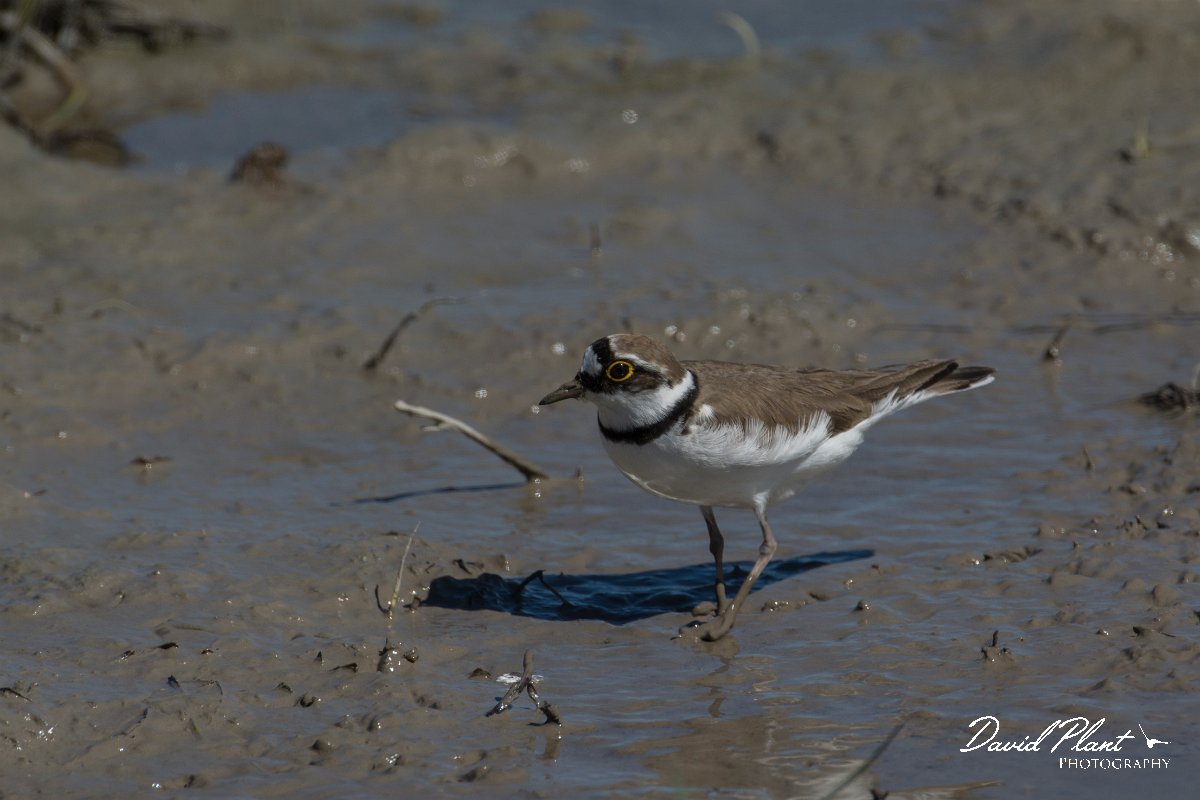 DPPhotography - Mallorca - Little ringed plover - F.jpg - Little ringed plover - s'Albufera, Mallorca