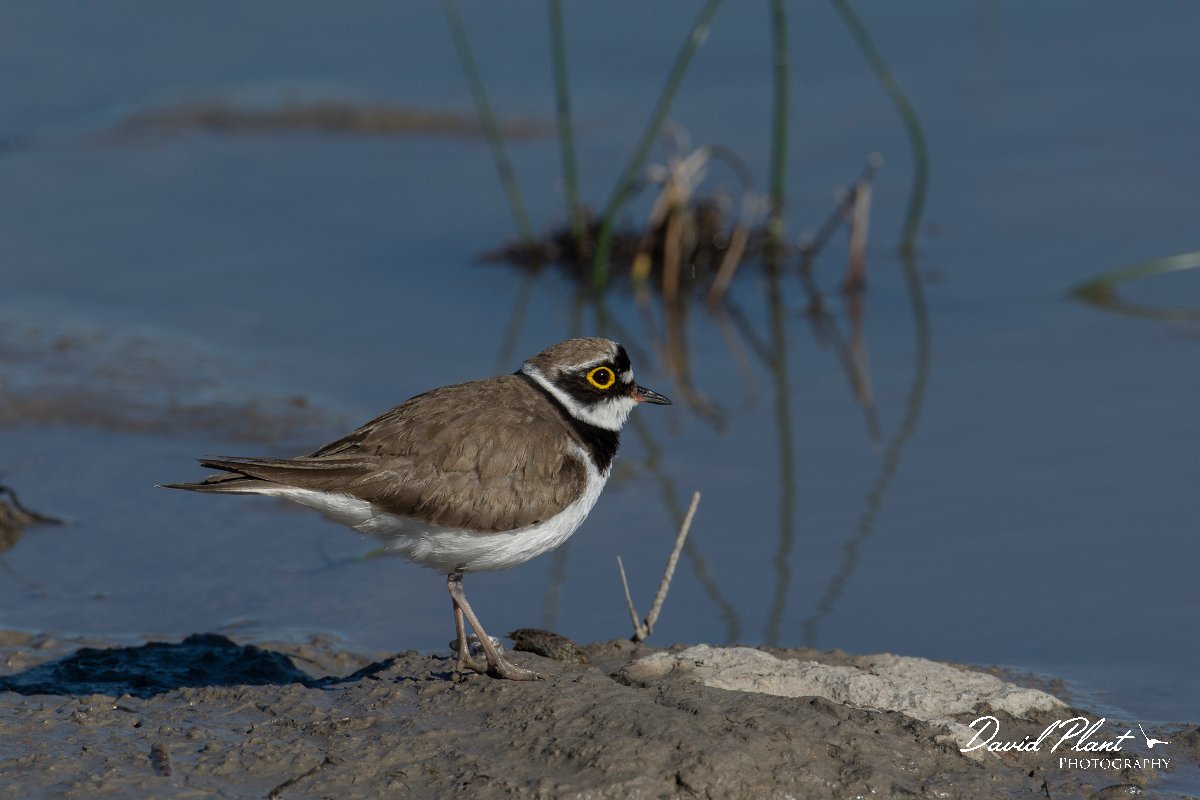 DPPhotography - Mallorca - Little ringed plover - J.jpg - Little ringed plover - s'Albufera, Mallorca