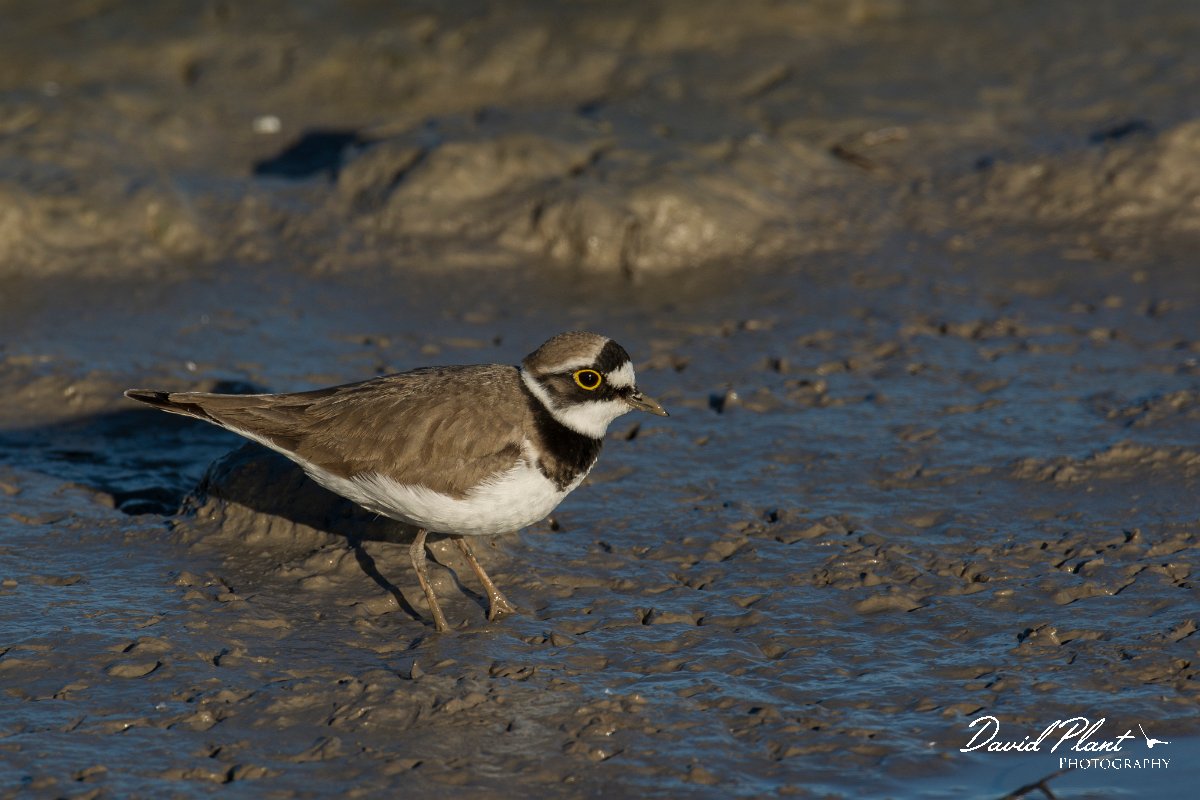DPPhotography - Mallorca - Little ringed plover - K.jpg - Little ringed plover - s'Albufera, Mallorca