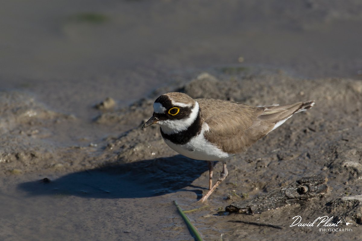 DPPhotography - Mallorca - Little ringed plover - L.jpg - Little ringed plover - s'Albufera, Mallorca