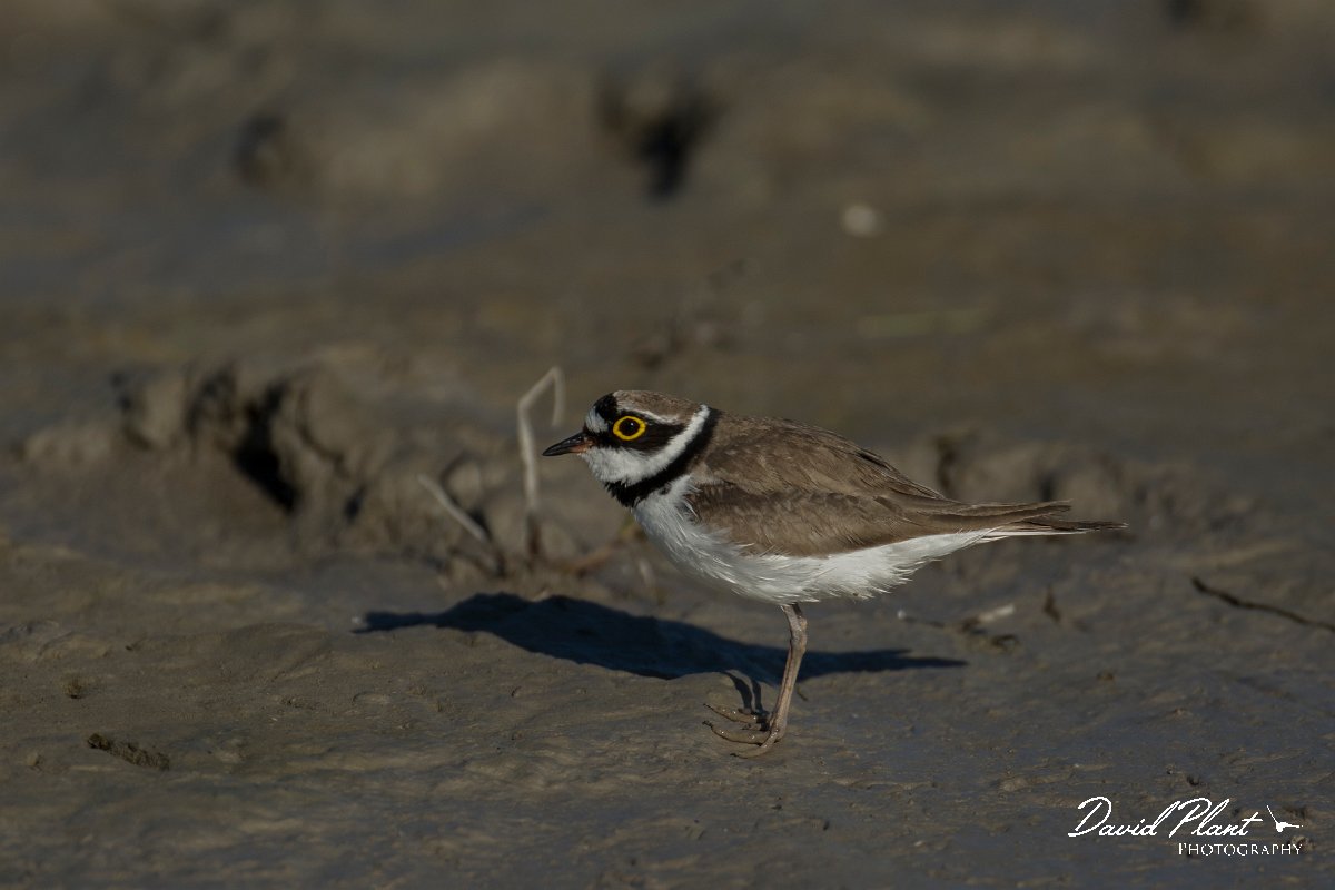 DPPhotography - Mallorca - Little ringed plover - M.jpg - Little ringed plover - s'Albufera, Mallorca
