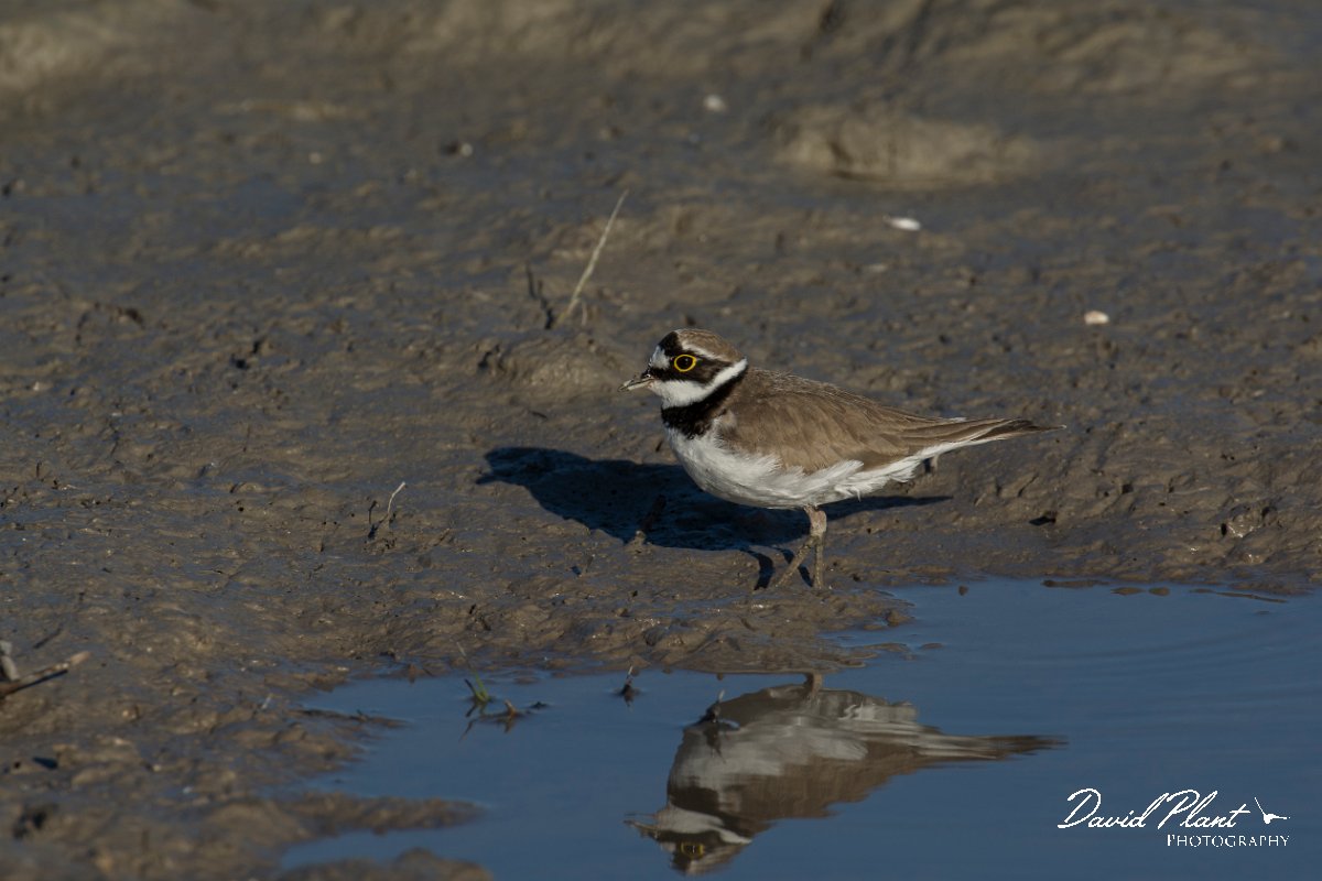 DPPhotography - Mallorca - Little ringed plover - N.jpg - Little ringed plover - s'Albufera, Mallorca