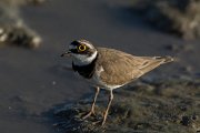 DPPhotography - Mallorca - Little ringed plover - A