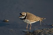 DPPhotography - Mallorca - Little ringed plover - E