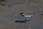 DPPhotography - Mallorca - Little ringed plover - F