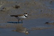 DPPhotography - Mallorca - Little ringed plover - G