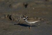DPPhotography - Mallorca - Little ringed plover - M