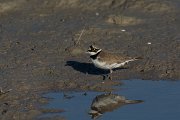 DPPhotography - Mallorca - Little ringed plover - N