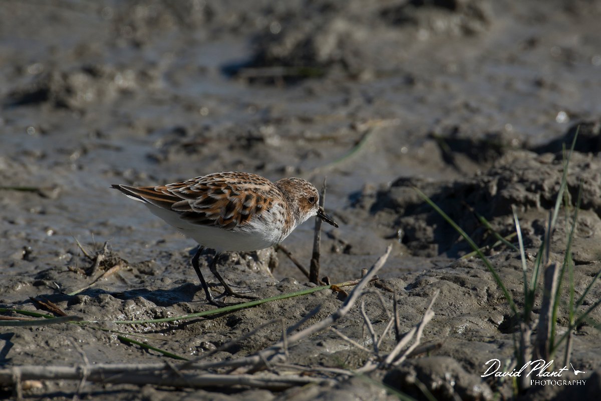 DPPhotography - Mallorca - Little stint - A.jpg - Little stint - s'Albufera, Mallorca