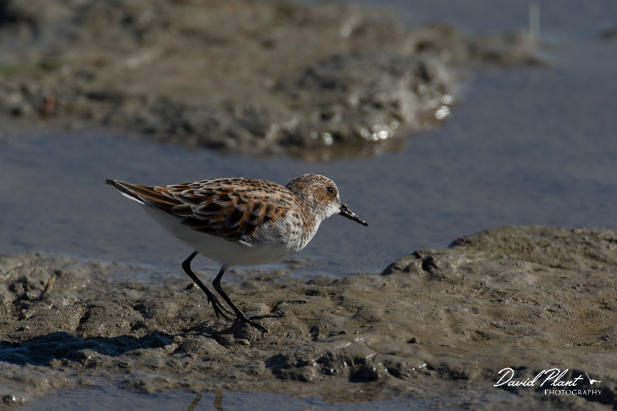 DPPhotography - Mallorca - Little stint - B.jpg - Little stint - s'Albufera, Mallorca