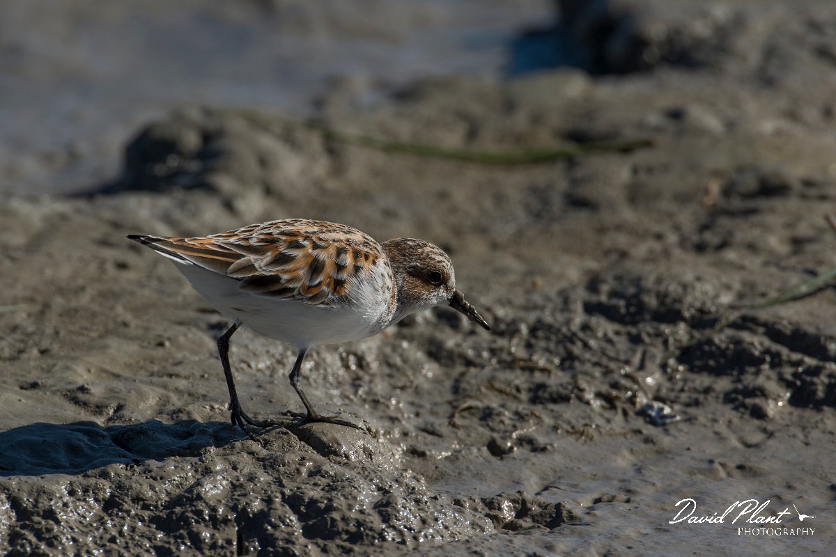 DPPhotography - Mallorca - Little stint - C.jpg - Little stint - s'Albufera, Mallorca