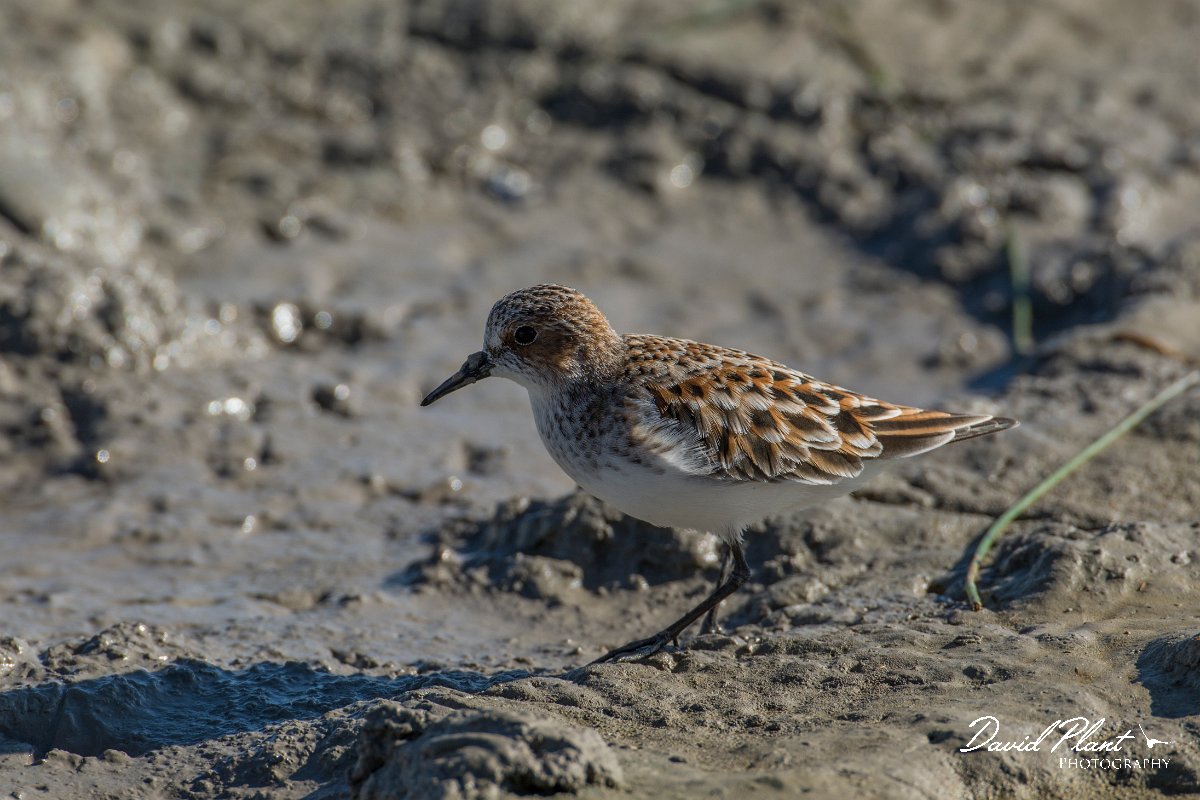 DPPhotography - Mallorca - Little stint - D.jpg - Little stint - s'Albufera, Mallorca