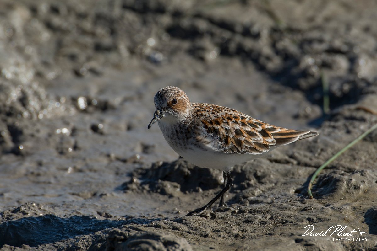 DPPhotography - Mallorca - Little stint - E.jpg - Little stint - s'Albufera, Mallorca