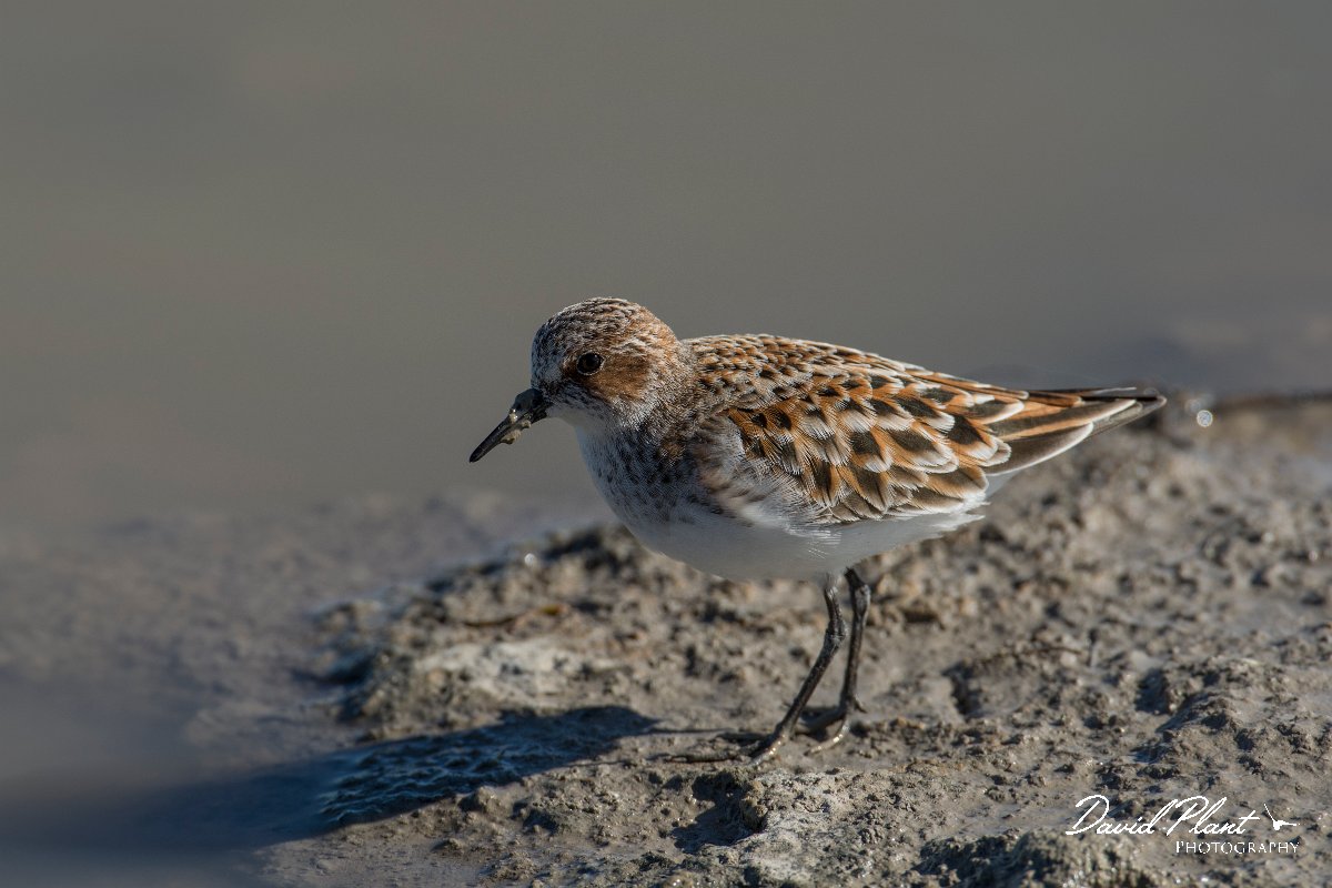 DPPhotography - Mallorca - Little stint - H.jpg - Little stint - s'Albufera, Mallorca