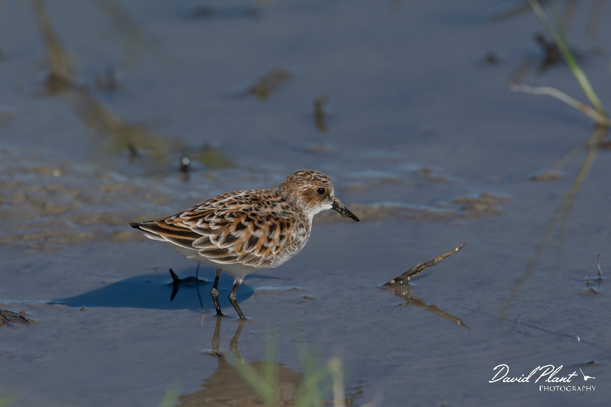 DPPhotography - Mallorca - Little stint - I.jpg - Little stint - s'Albufera, Mallorca