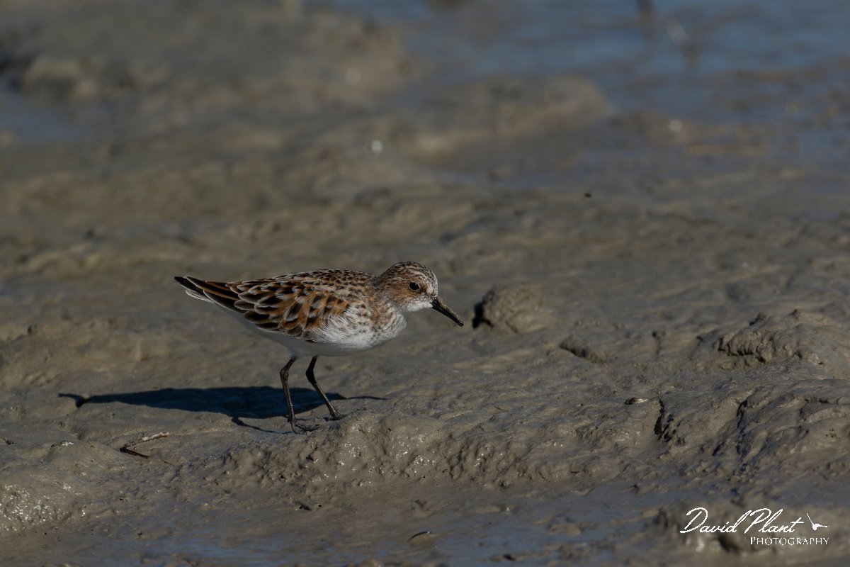 DPPhotography - Mallorca - Little stint - J.jpg - Little stint - s'Albufera, Mallorca