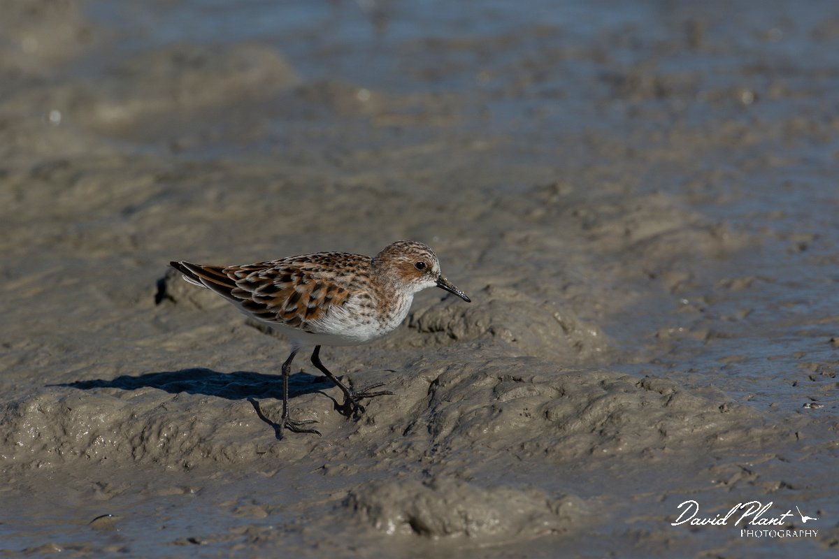 DPPhotography - Mallorca - Little stint - K.jpg - Little stint - s'Albufera, Mallorca
