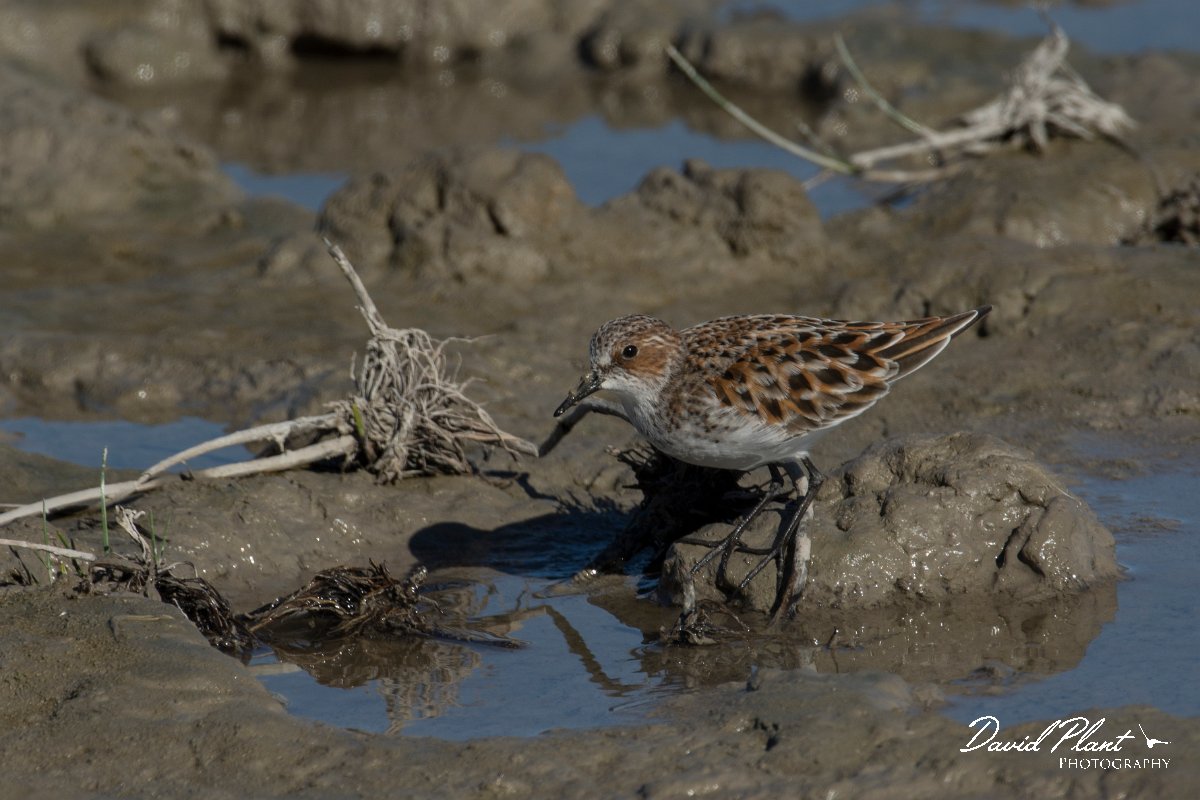 DPPhotography - Mallorca - Little stint - N.jpg - Little stint - s'Albufera, Mallorca
