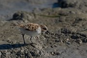 DPPhotography - Mallorca - Little stint - C