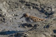 DPPhotography - Mallorca - Little stint - D