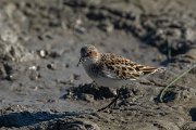 DPPhotography - Mallorca - Little stint - E