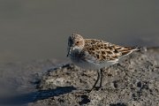 DPPhotography - Mallorca - Little stint - G