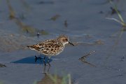 DPPhotography - Mallorca - Little stint - I